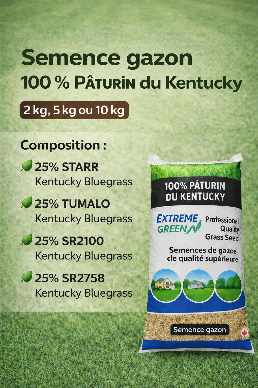 Semence gazon 100% Pâturin du Kentucky