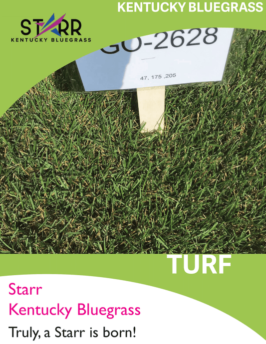 Semence gazon 100% Pâturin du Kentucky