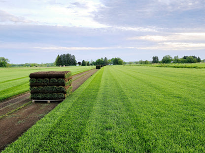 Engrais Gazon Entretient 25 KG